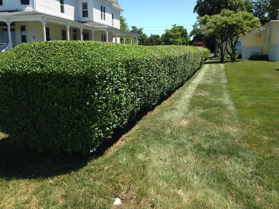 Landscaping services