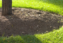 Mulching Services