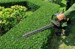 Person trimming a green hedge with an electric hedge trimmer outdoors
