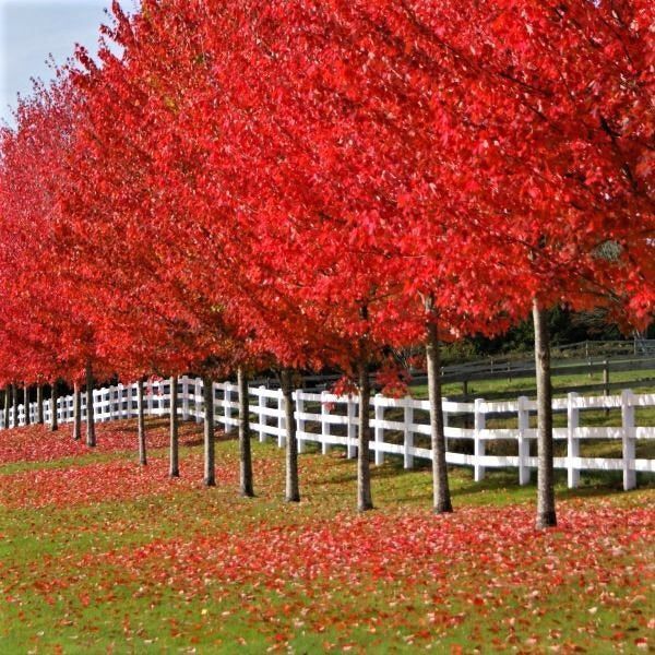 Row of red autumn trees beside a white fence along a grassy roadside