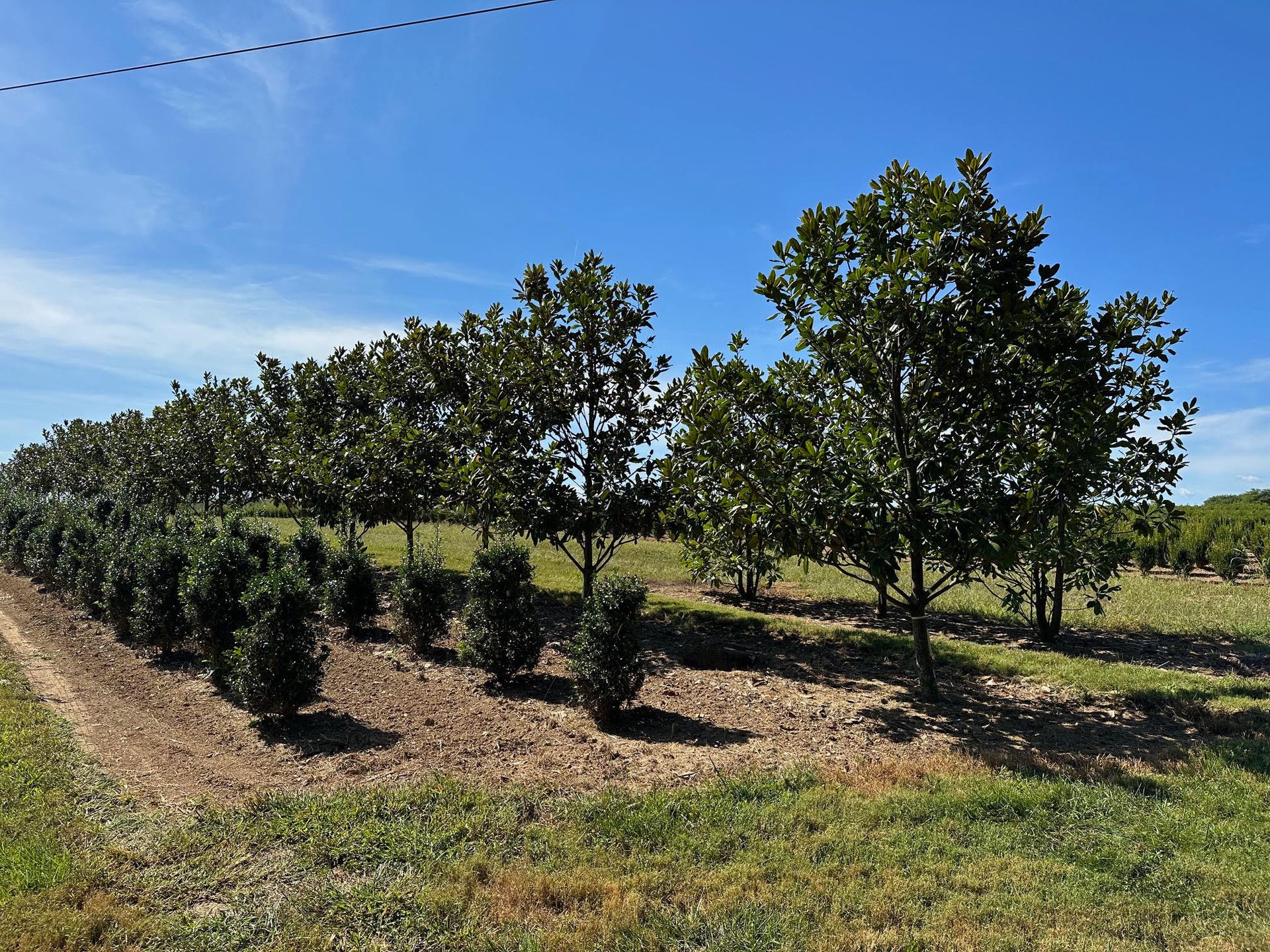 Young orchard trees in rows beside larger trees under a clear blue sky