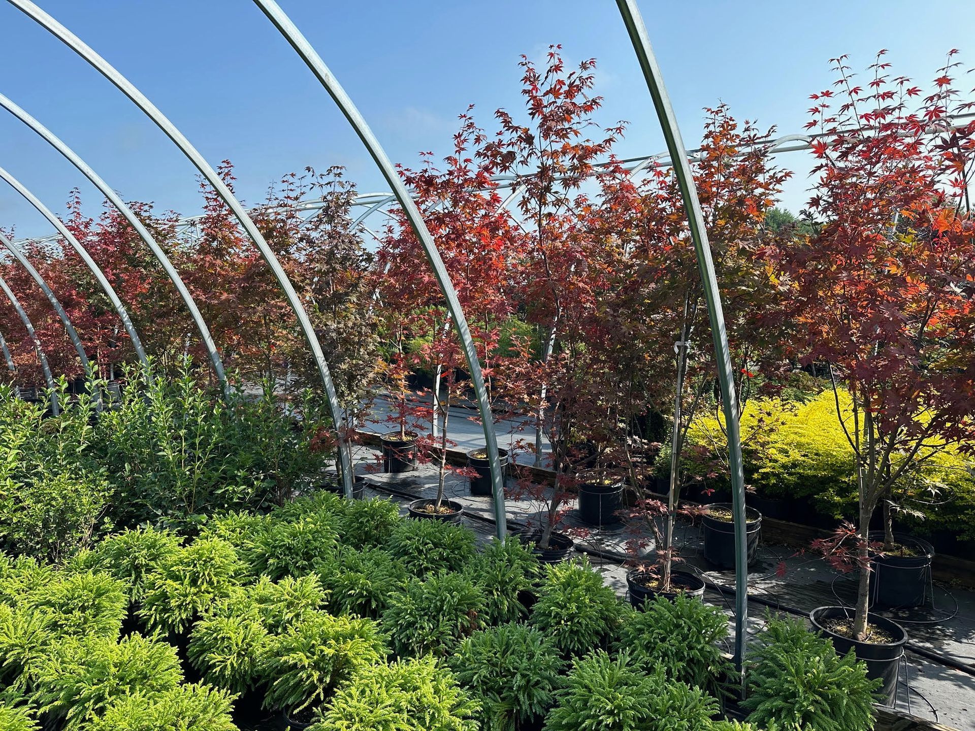Curved metal arches over a garden with red and yellow autumn trees and green shrubs under a blue sky