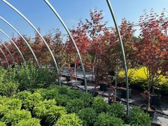 Curved metal arches over a garden with red and yellow autumn trees and green shrubs under a blue sky
