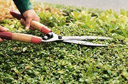 Hands trimming a green hedge with long-handled pruning shears