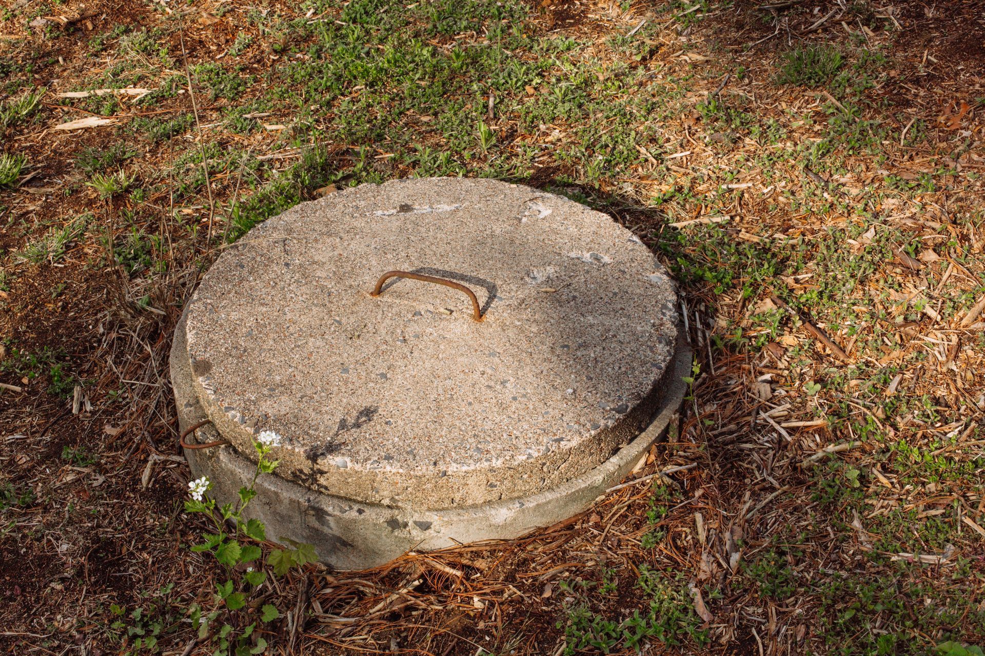 Concrete manhole cover with metal handle in grassy yard.