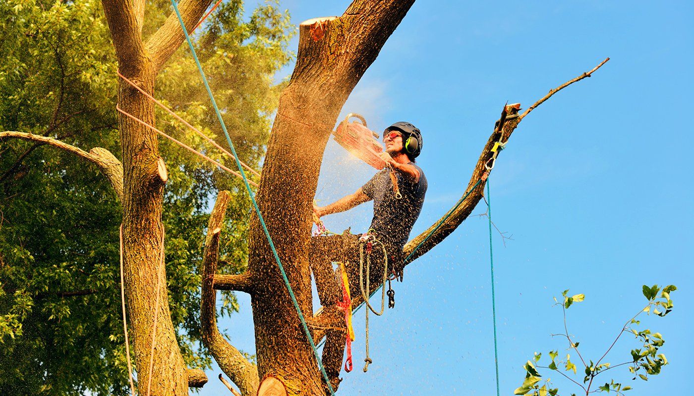 ISA Certified Tree Service Eugene, OR