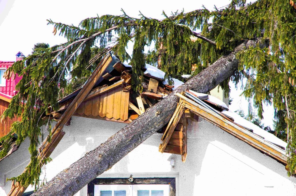 A tree has fallen on the roof of a house.