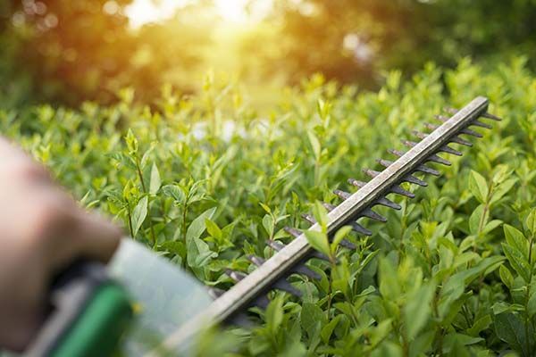 A person is cutting a hedge with a pair of hedge trimmers.