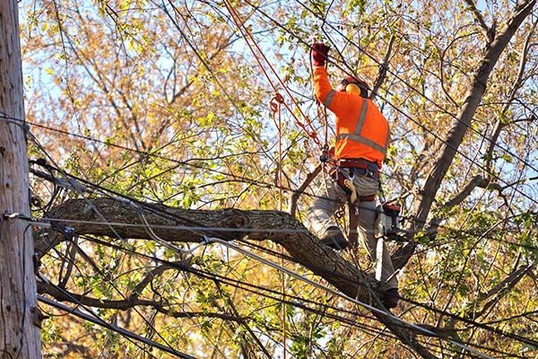 A man is cutting a tree branch on top of a power line.