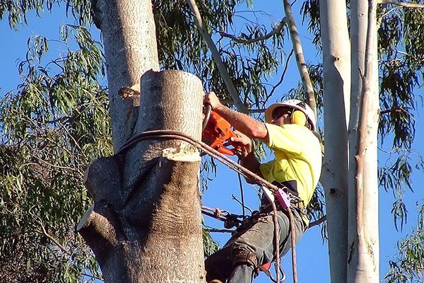 A man is climbing a tree with a chainsaw.