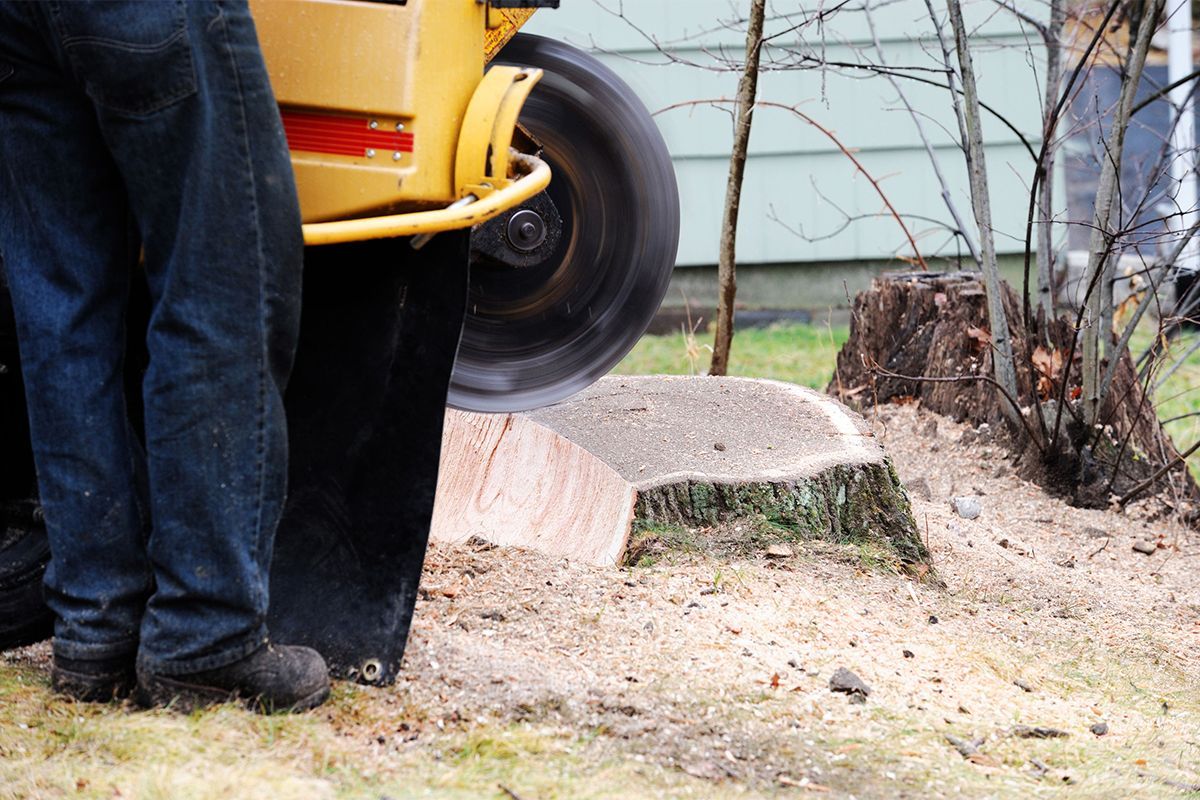 A man is standing next to a machine that is cutting a tree stump.