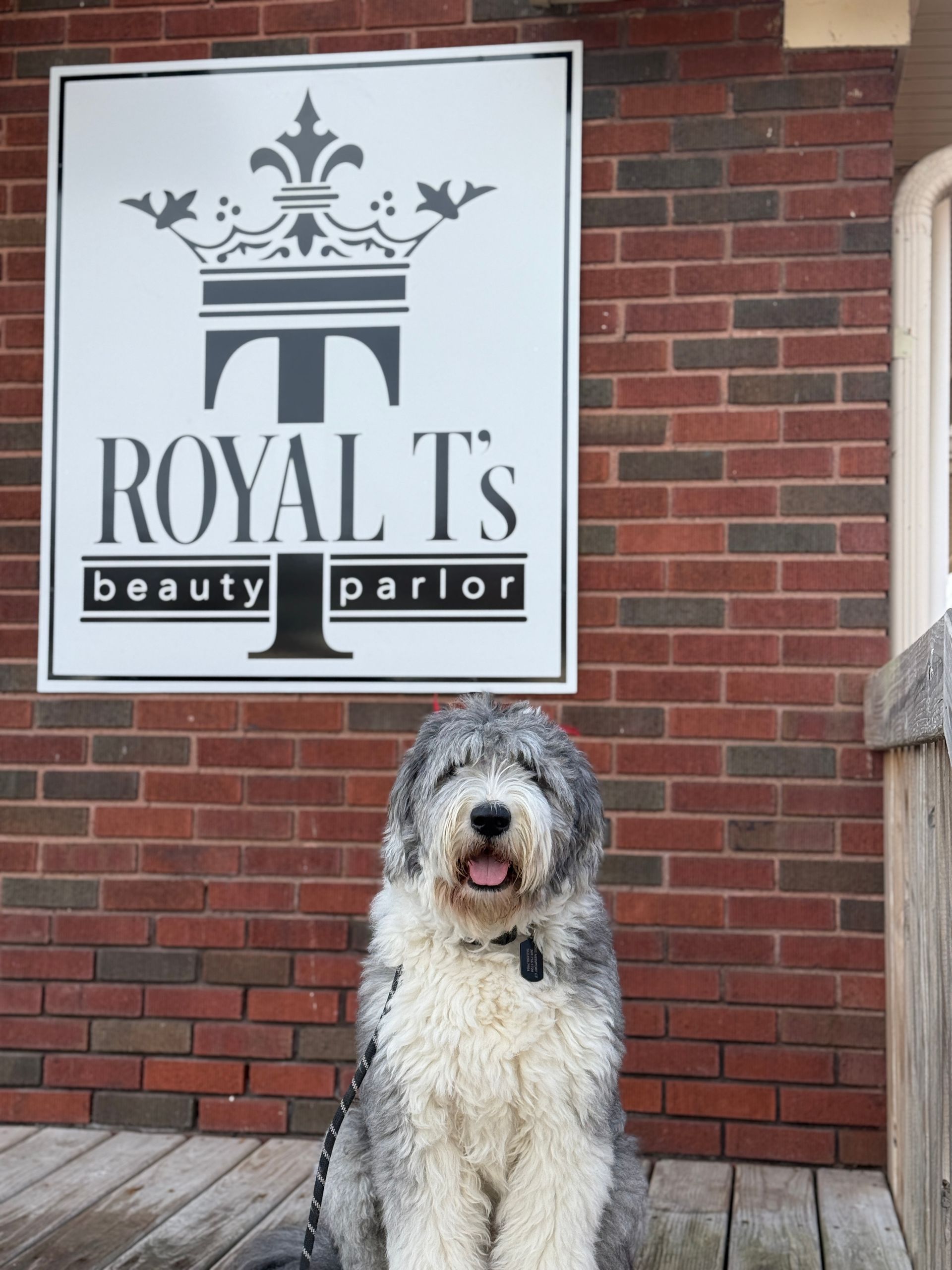 Dog sitting in front of a brick wall and “Royal T’s beauty parlor” sign