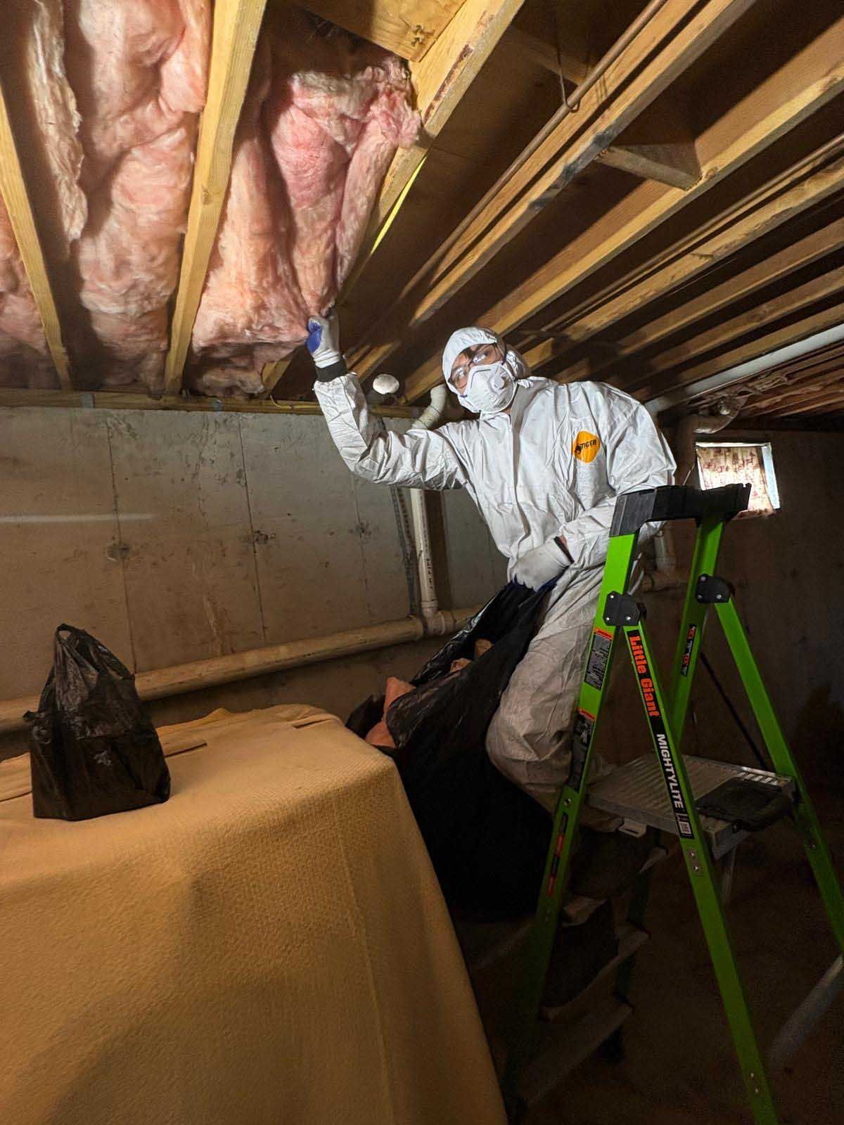 A person in protective gear stands on a ladder, removing fiberglass insulation from the ceiling of a basement.