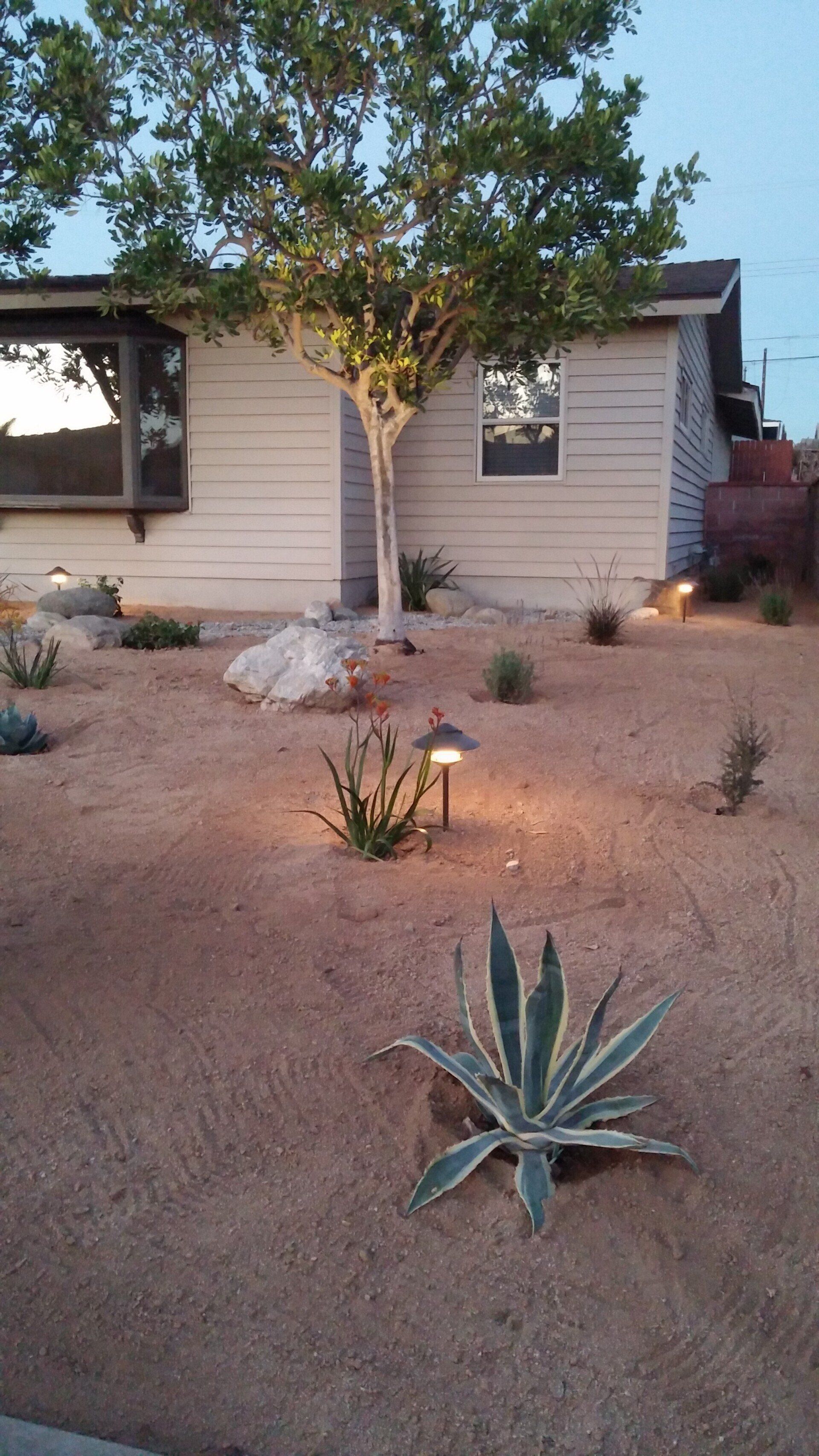 Plants and outdoor lighting