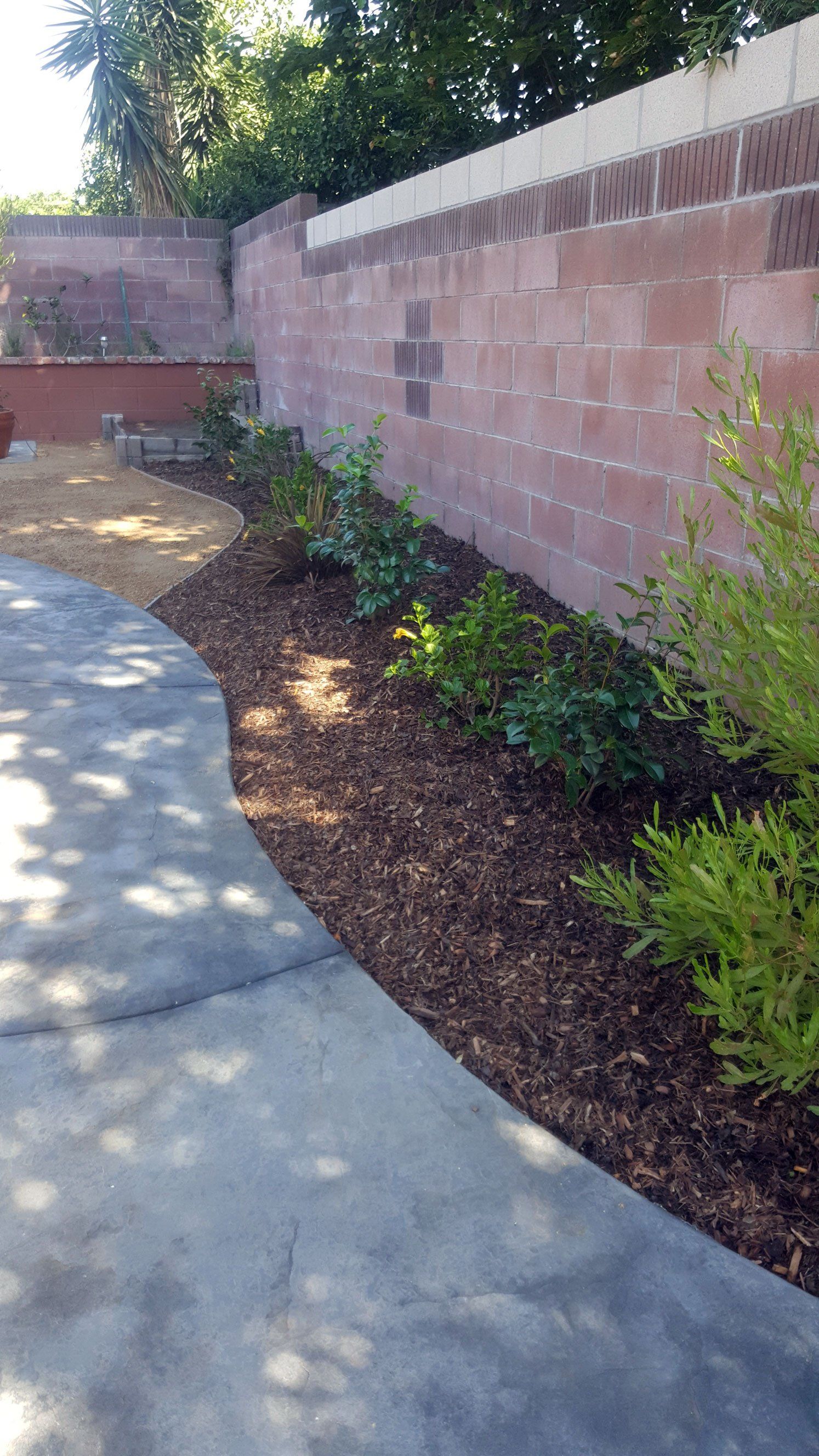 Concrete walkway with ornamental plants
