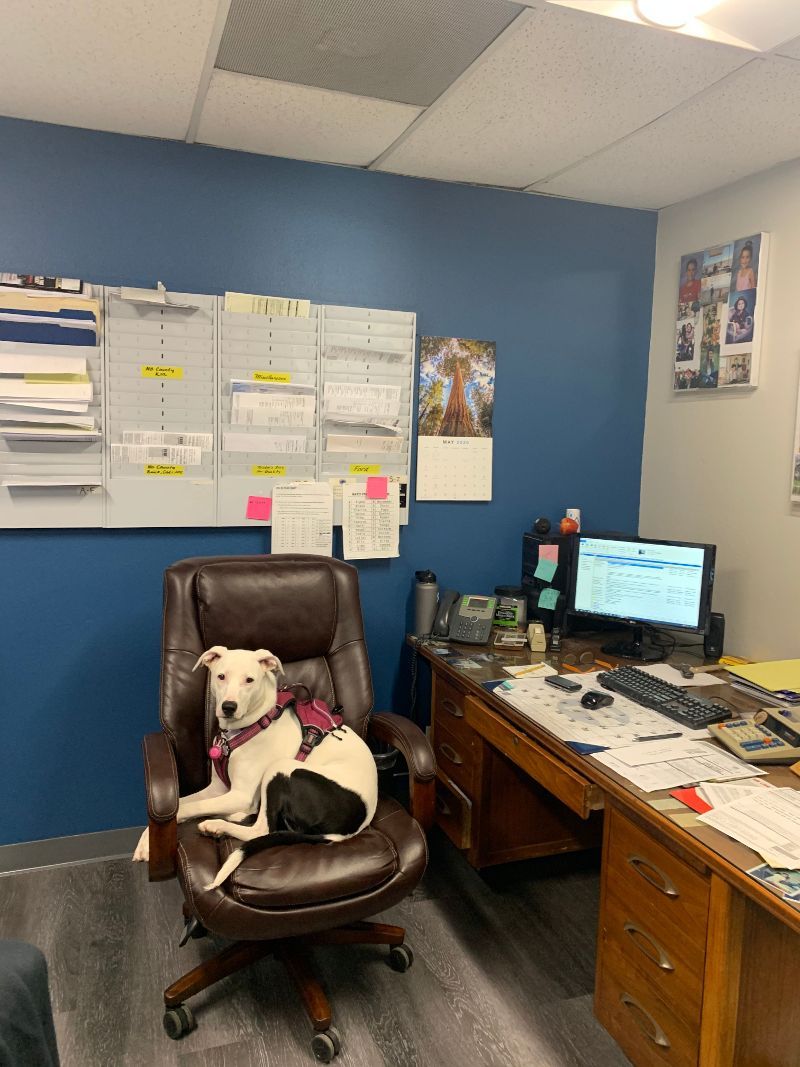 A dog is sitting in an office chair next to a desk.