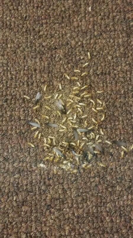 A pile of small, winged insects on a brown carpet.