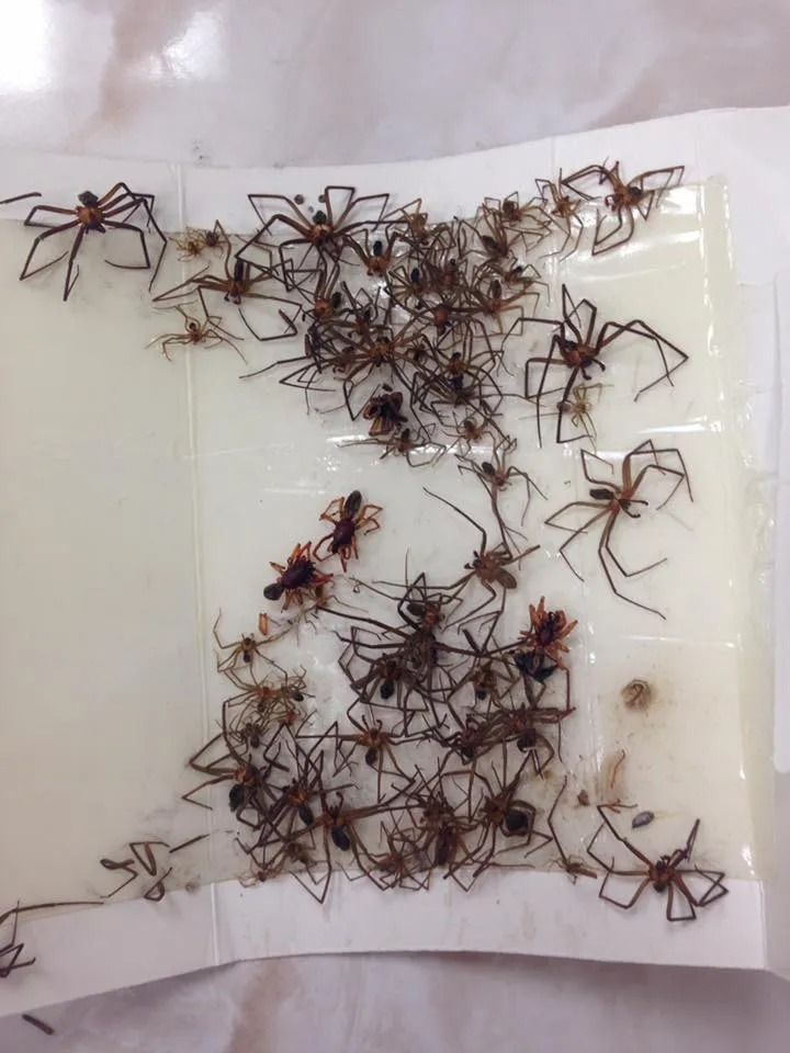 Spiders stuck on a glue trap, showing various sizes and poses.