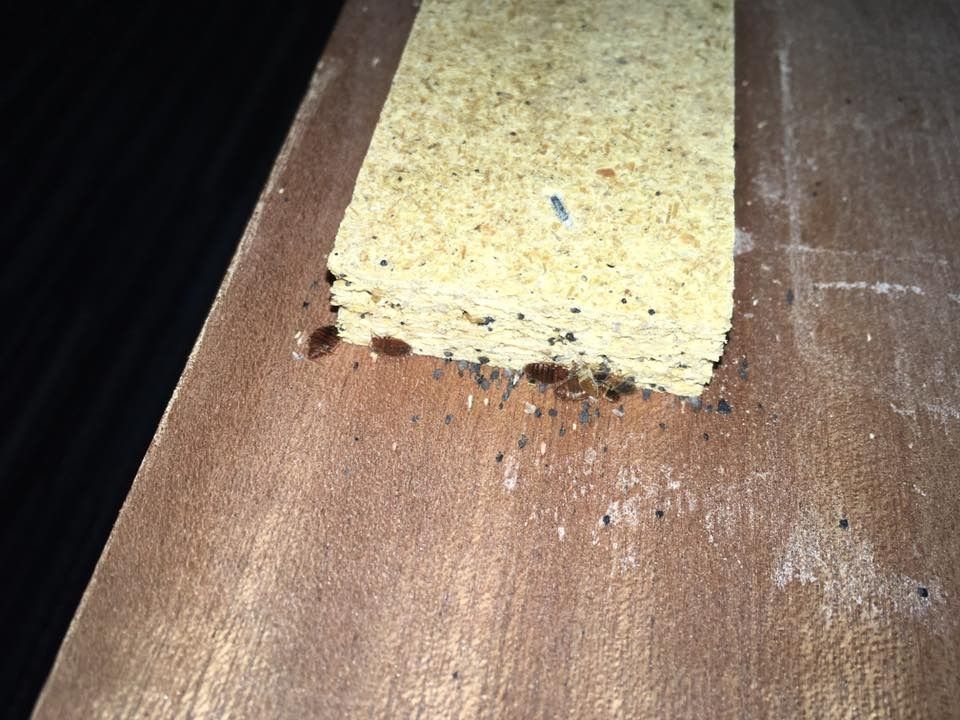 Beetles and debris on a wood surface next to particleboard.