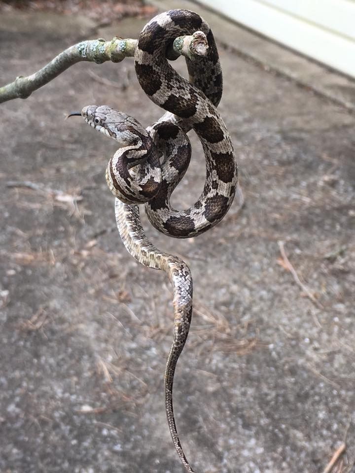 Gray and brown patterned snake coiled around a small branch. Snake's tongue is flicking out.