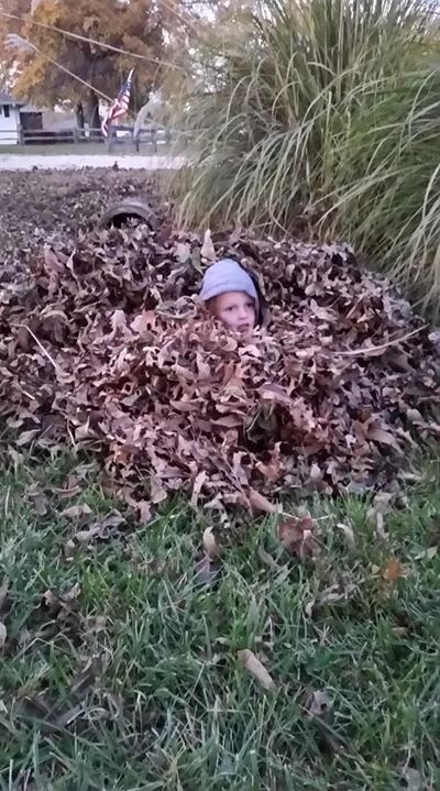 Child buried in a pile of brown leaves, wearing a blue hat, in a yard.