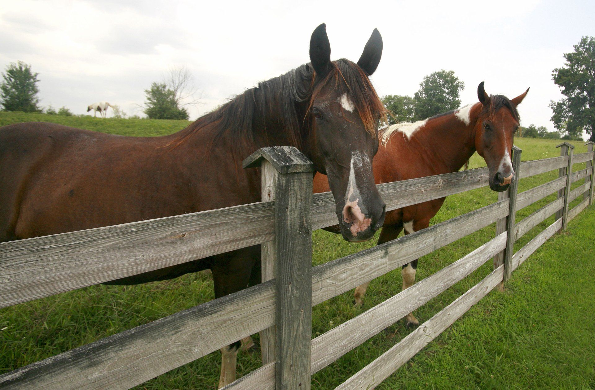 Town & Country Veterinary Services P.C. Veterinarian Montrose, PA