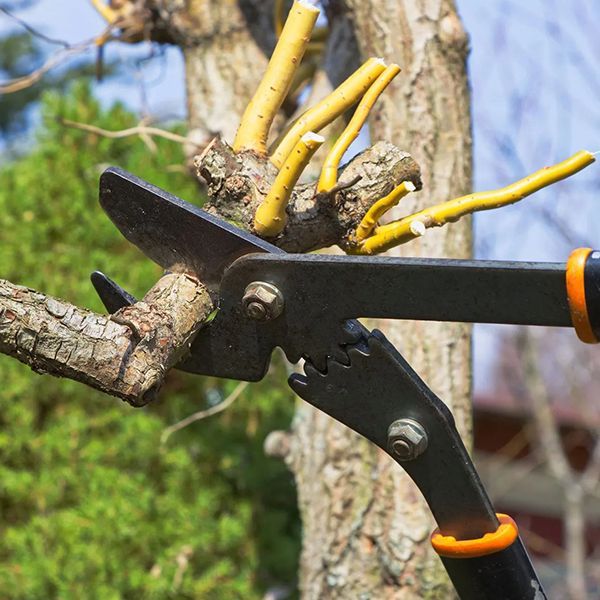 Brother Tree Service
