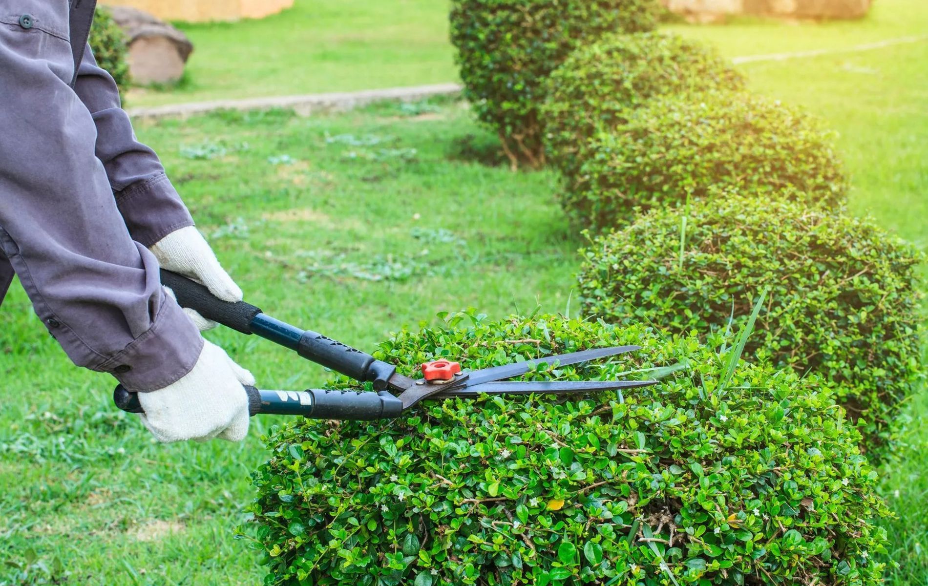 Brother Tree Service