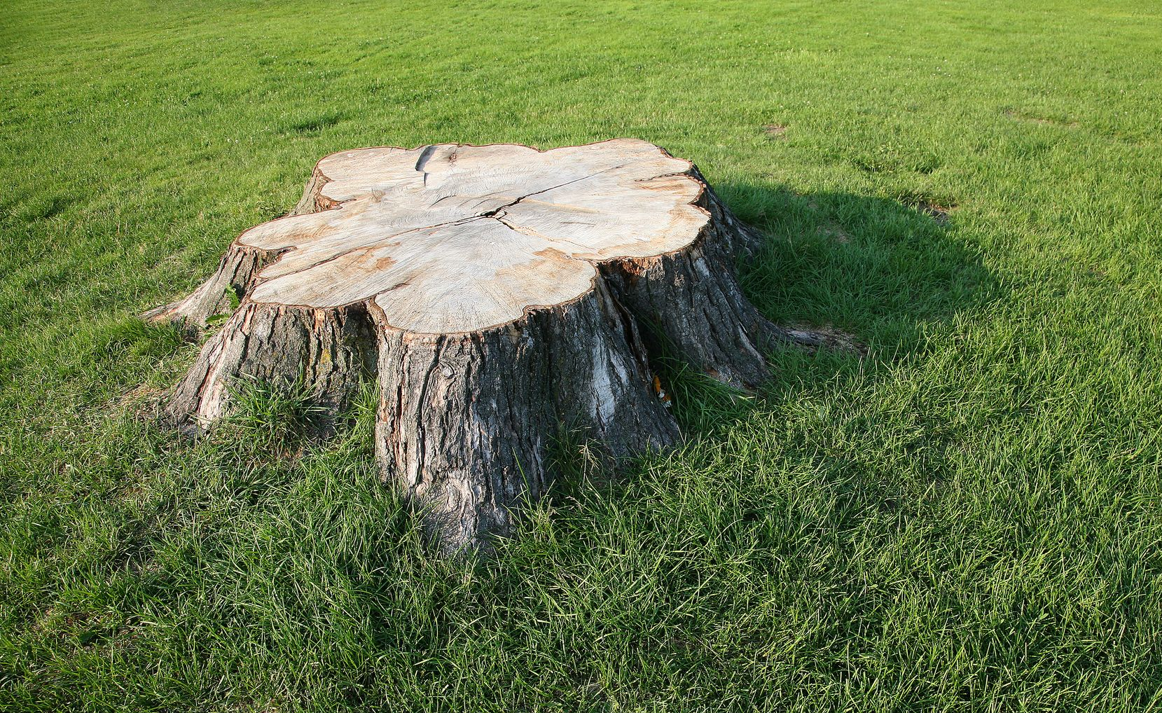 Brother Tree Service