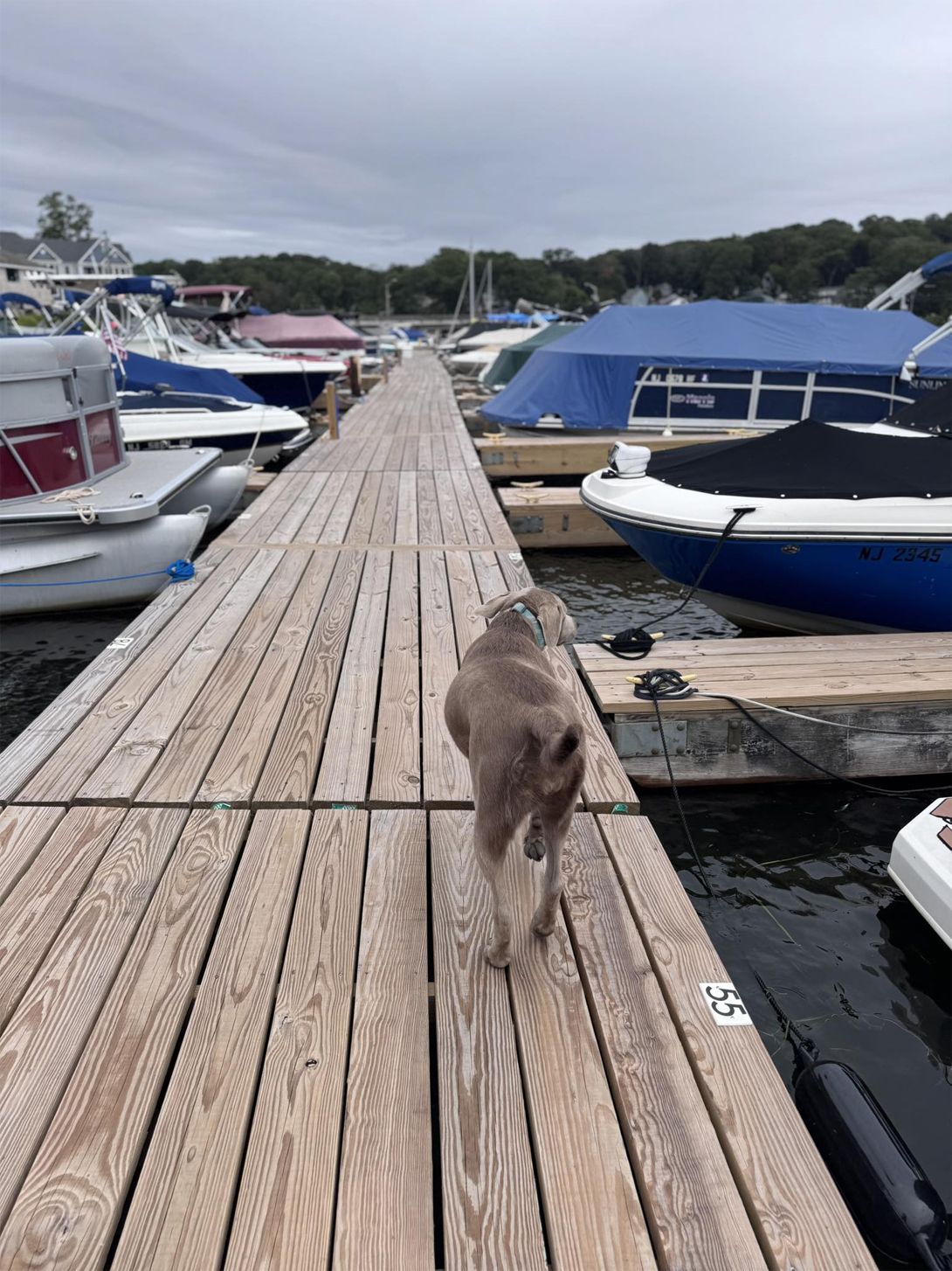 A dog walking on a wooden dock between boats in a marina