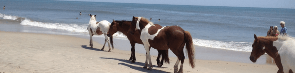 Horse in the beach