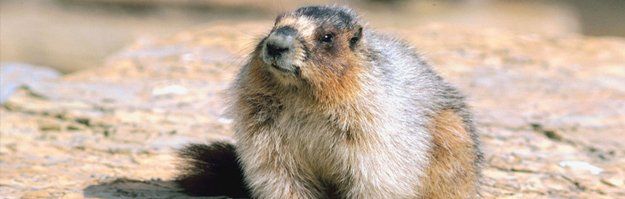 Groudhog