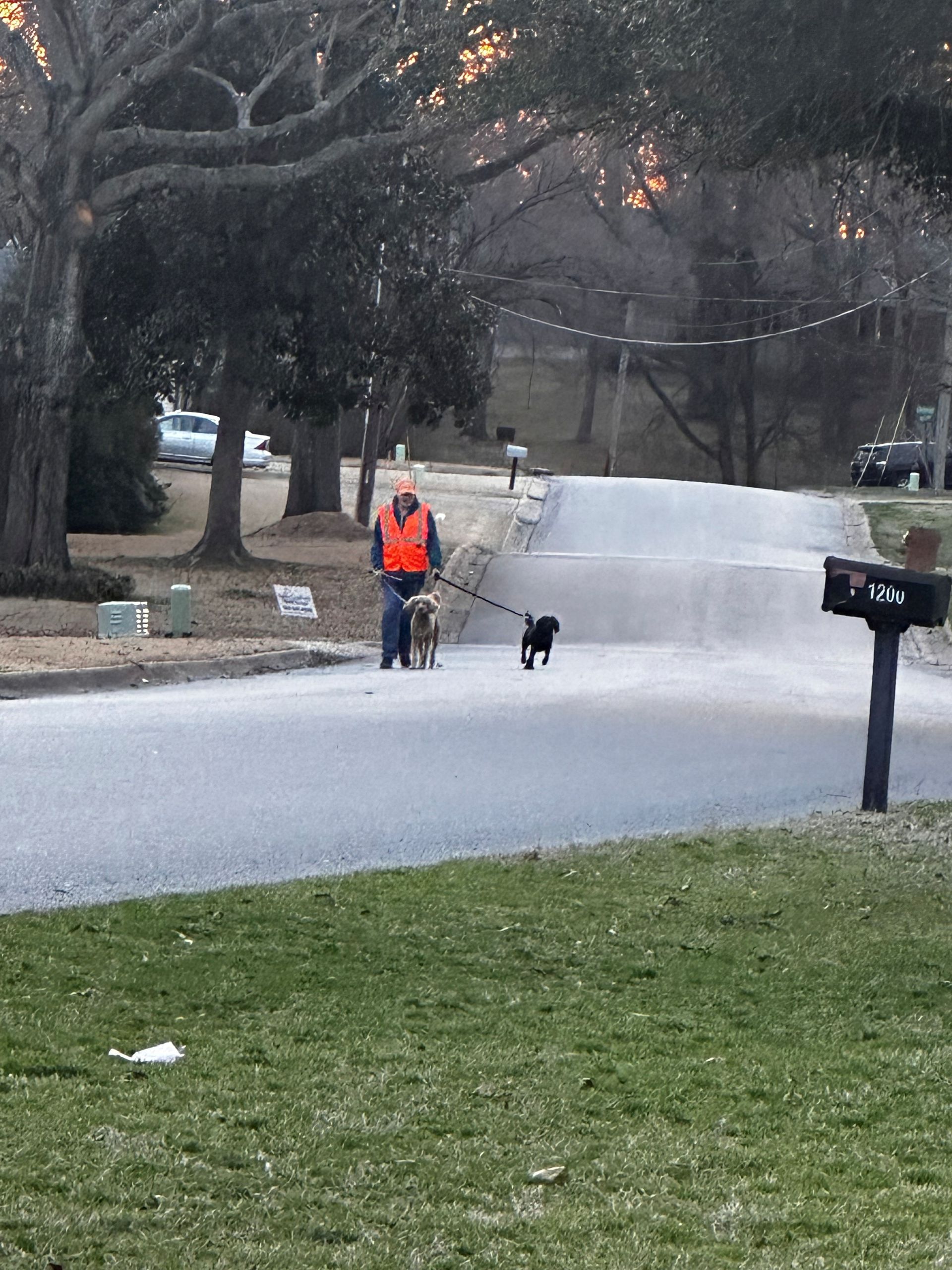 Person walking two dogs down a residential street; the person wears an orange vest.