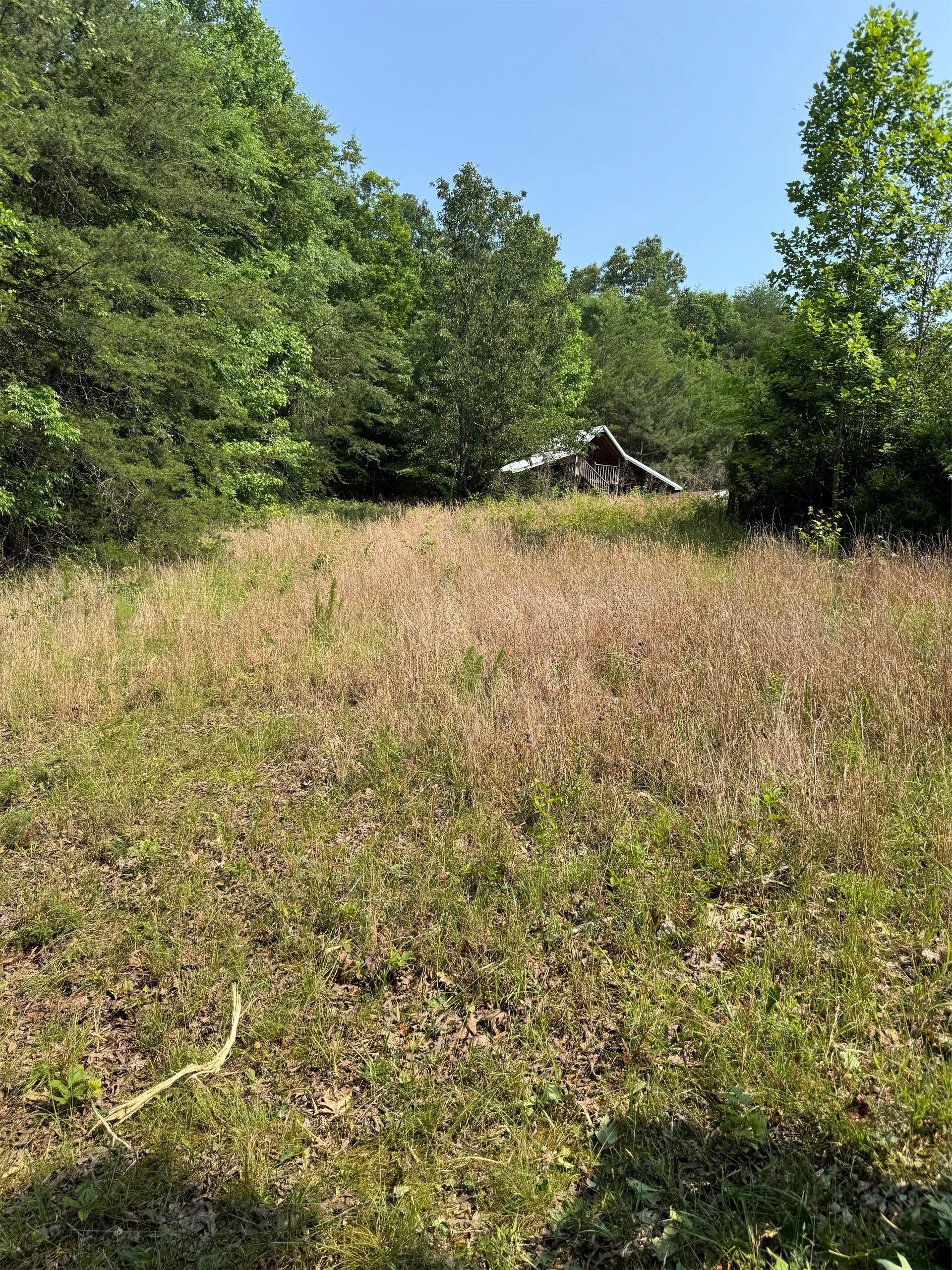A sunlit, grassy meadow leading toward a wooded area with a small, weathered structure partially hidden among the trees.