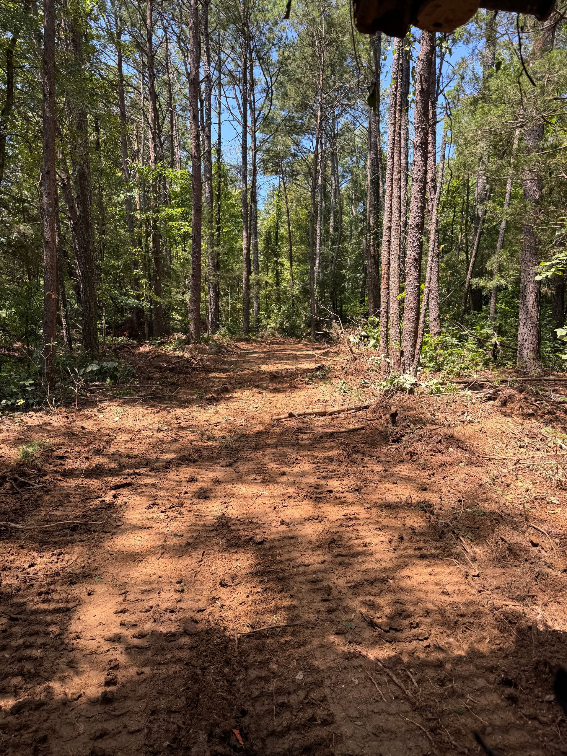 A dirt path cleared through a pine forest, with visible tracks in the soil and dense green trees in the background.