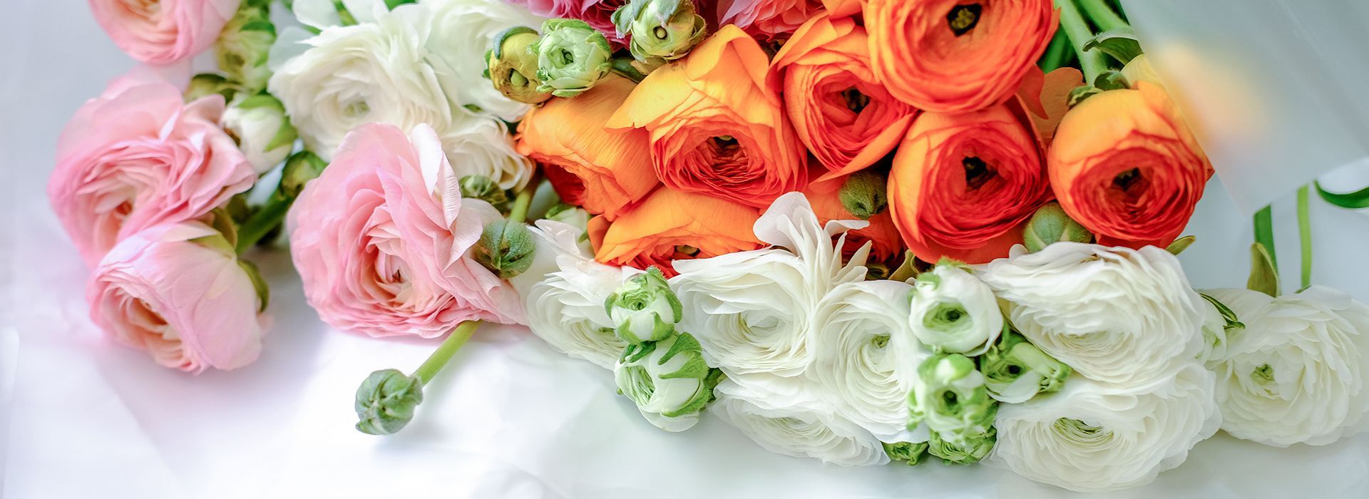 Assorted pastel and orange ranunculus flowers arranged in a horizontal bouquet