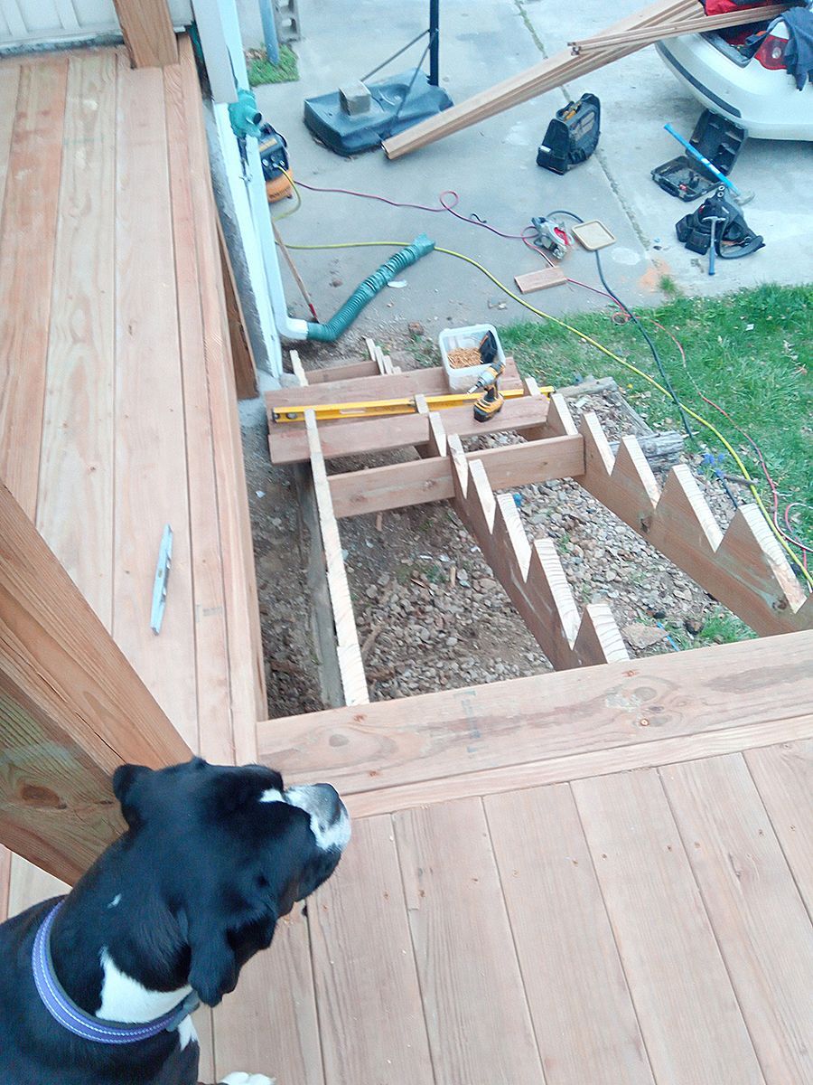 A black and white dog is standing on a wooden deck.