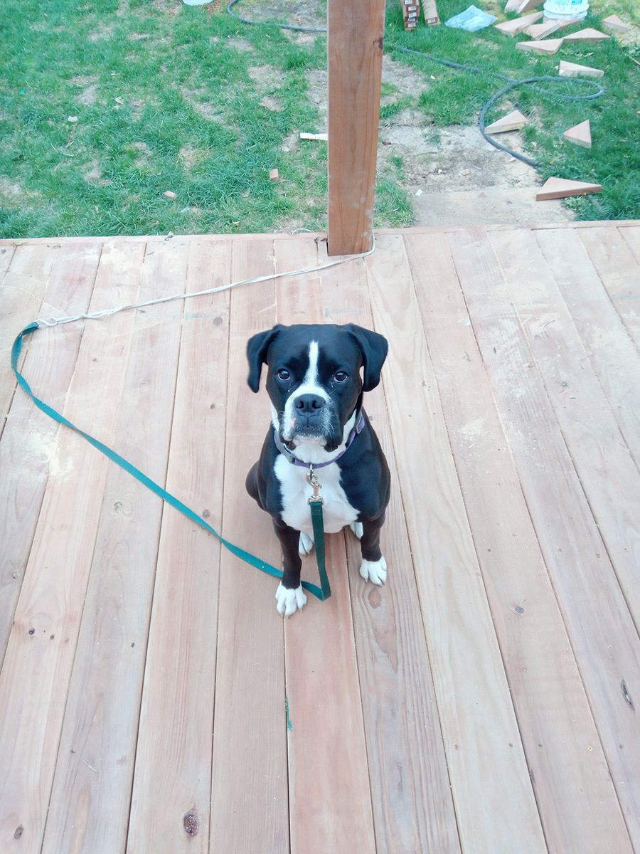 A black and white dog is sitting on a wooden deck.