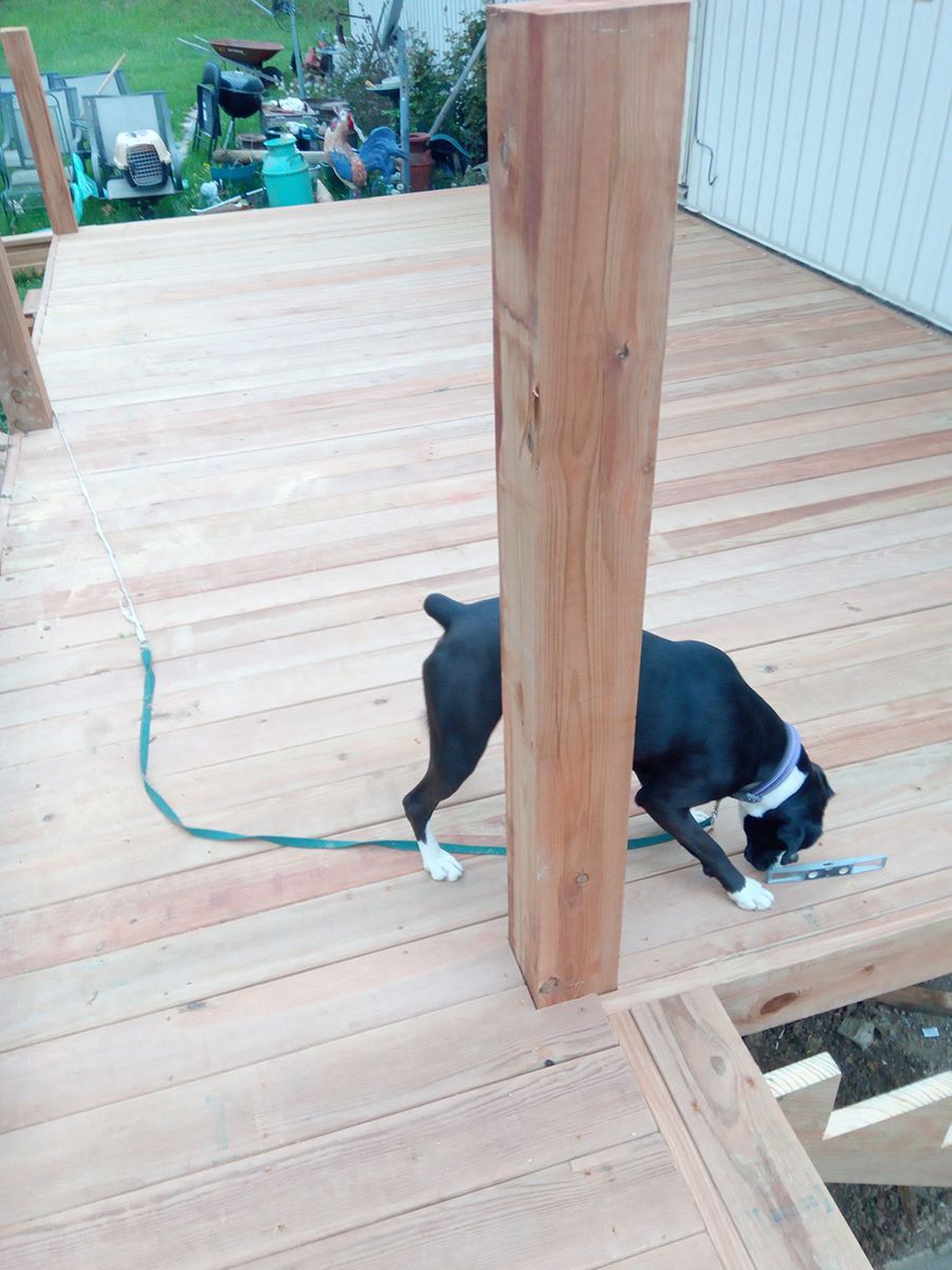 A dog is sniffing a wooden post on a deck.