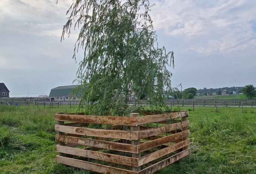 A young tree, enclosed by a wooden barrier, stands in a grassy field on an overcast day.