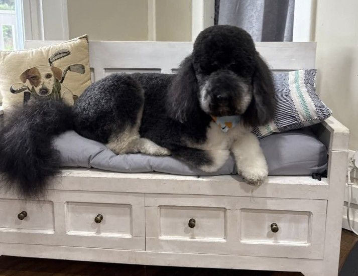 Dog being groomed with clippers by a person in a white coat.