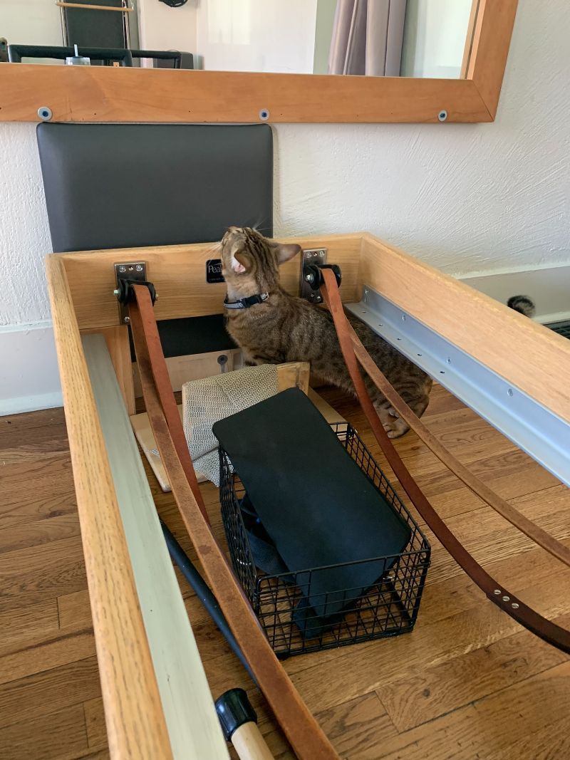 A cat is sitting on top of a wooden pilates machine.