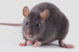 Gray mouse