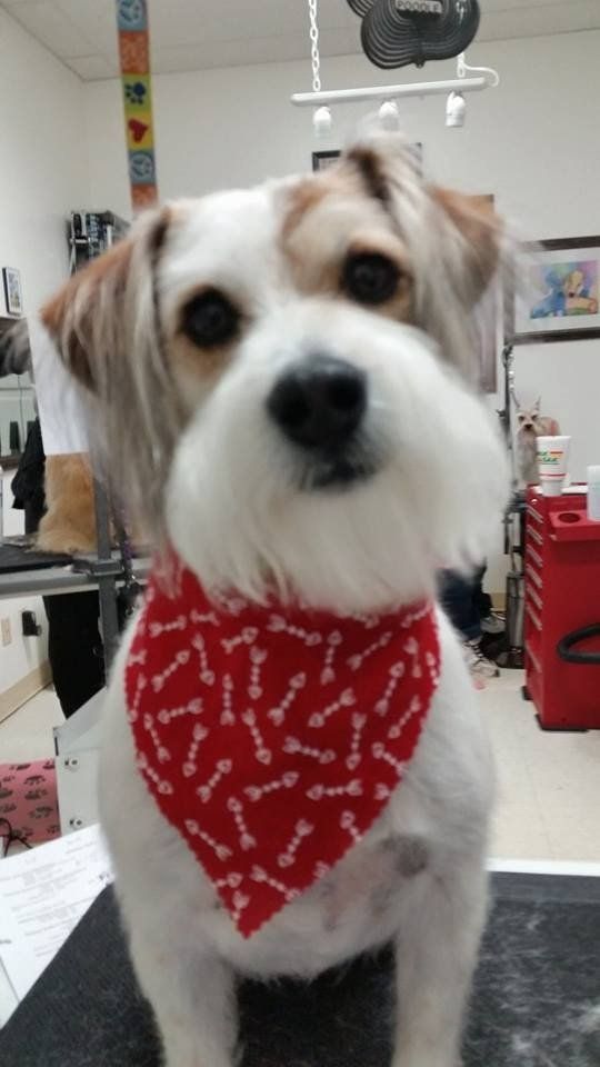 Need Us Bark Us Dog Salon & Spa