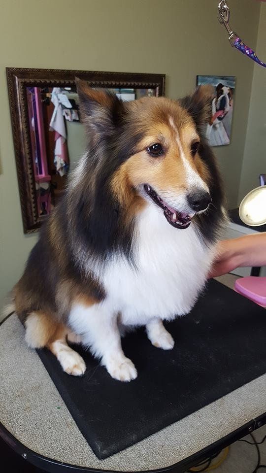 Need Us Bark Us Dog Salon & Spa