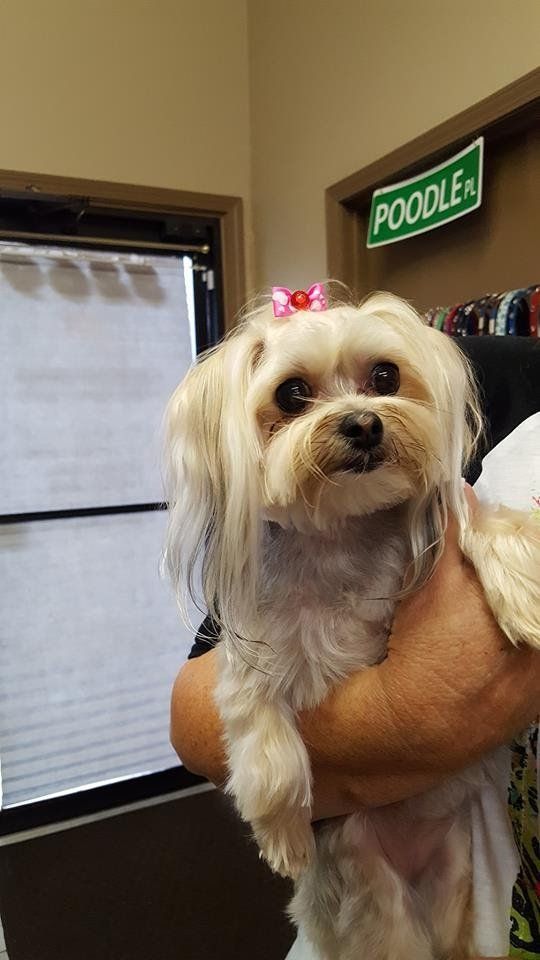 Need Us Bark Us Dog Salon & Spa