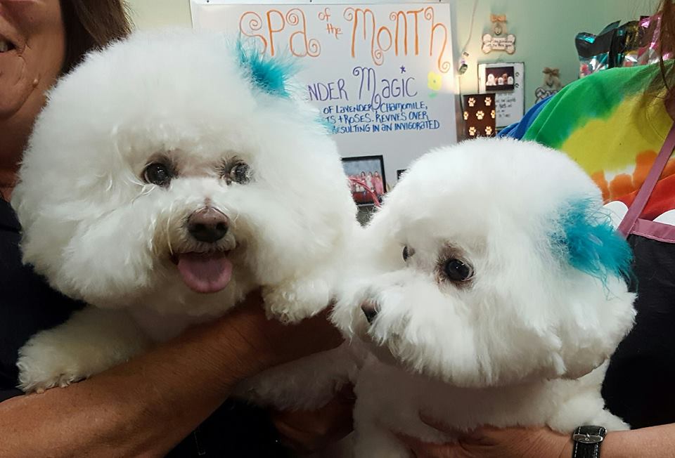 Need Us Bark Us Dog Salon & Spa