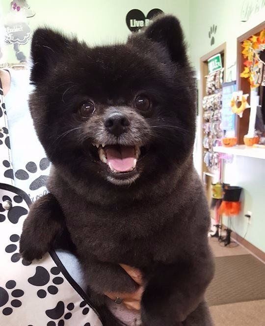 Need Us Bark Us Dog Salon & Spa