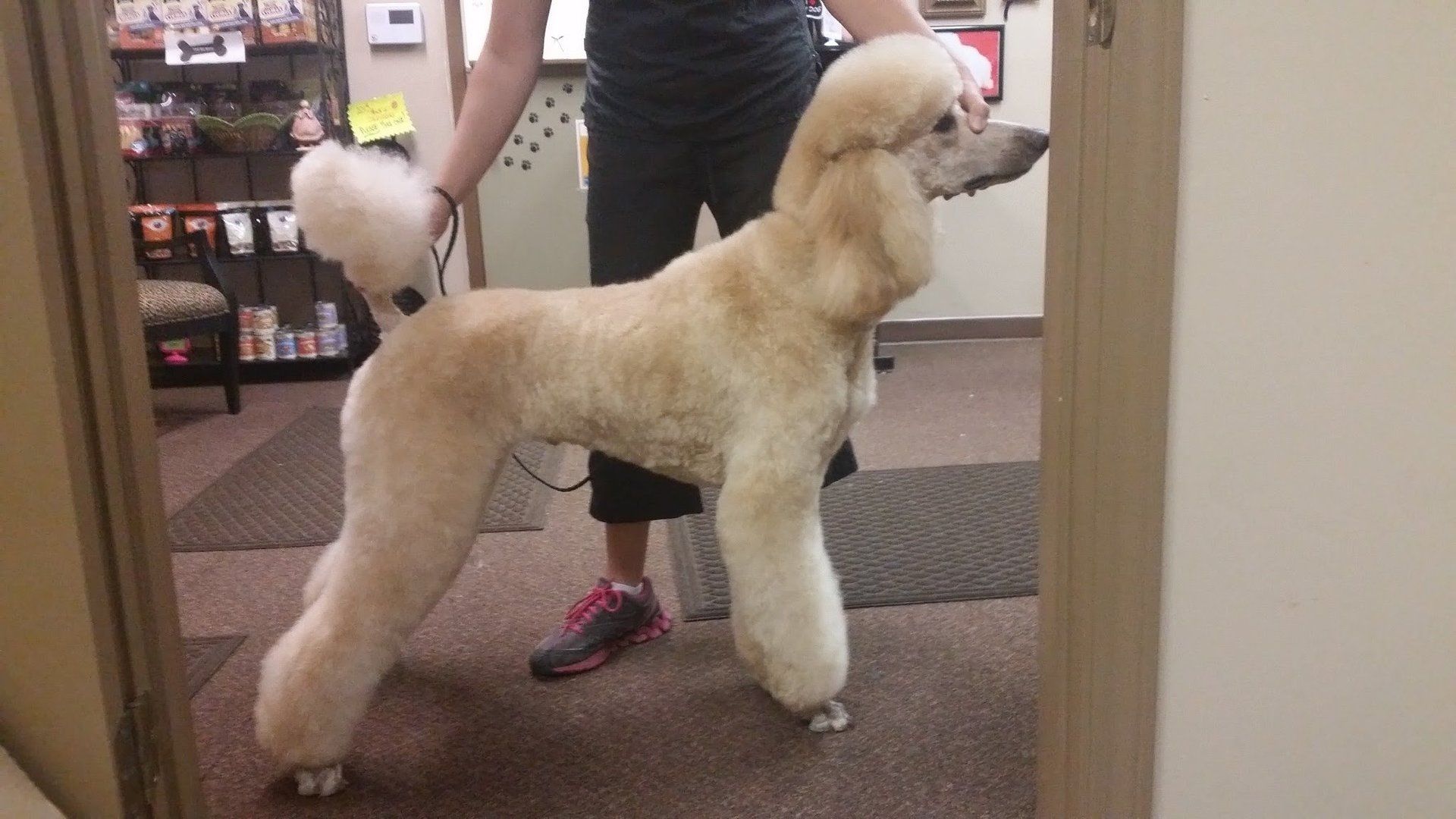 Need Us Bark Us Dog Salon & Spa