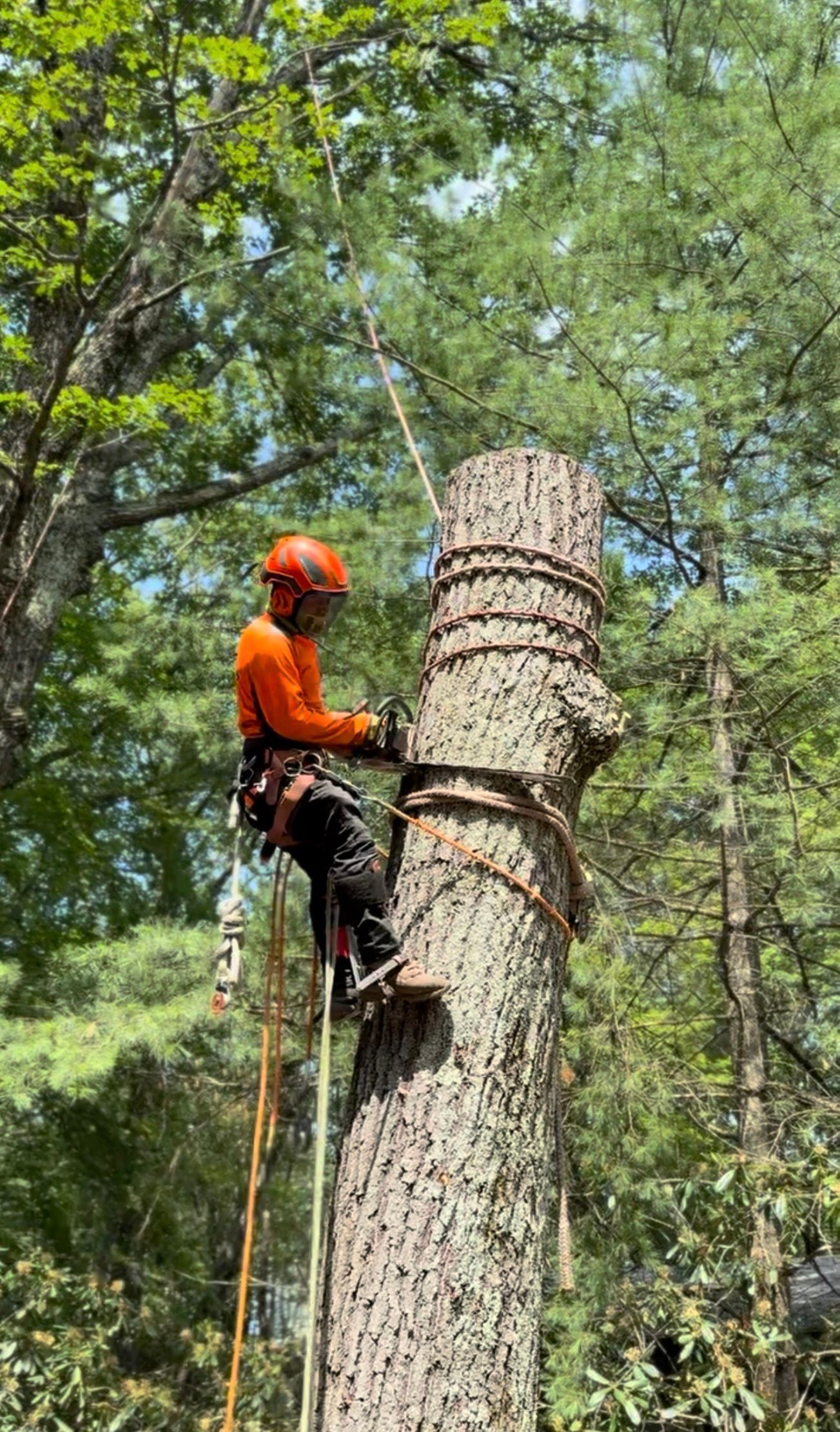 Arborist in orange helmet and harness climbing a tall pine tree with ropes outdoors